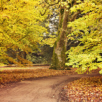 Buy canvas prints of Autumn Walk at Westonbirt by Paul Macro