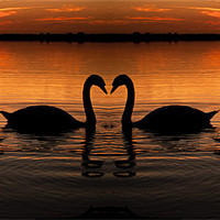 Buy canvas prints of Swan Heart Sunset by Paul Macro