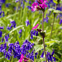 Buy canvas prints of Red Campion Amongst the Bluebells by Paul Macro