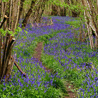 Buy canvas prints of Pathway Through the Bluebells by Paul Macro