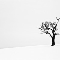 Buy canvas prints of Isolated Dead Tree in Snow by Paul Macro