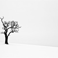 Buy canvas prints of Isolated Dead Tree in Snow 2 by Paul Macro