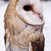 Buy canvas prints of Barn Owl in the Snow by Paul Macro