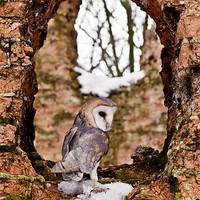 Buy canvas prints of Barn Owl in Ruins by Paul Macro
