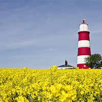 Buy canvas prints of Happisburgh Lighthouse Fields of Gold by Paul Macro