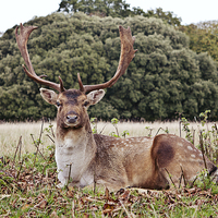 Buy canvas prints of Resting Fallow Buck Deer by Paul Macro