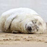 Buy canvas prints of Smiling Seal Pup by Paul Macro