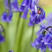 Buy canvas prints of Ladybird and Bluebells by Paul Macro