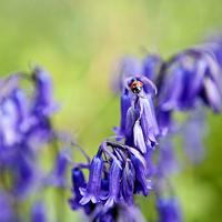 Buy canvas prints of Ladybird and Bluebells by Paul Macro