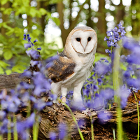 Buy canvas prints of Barn Owl in Bluebells by Paul Macro