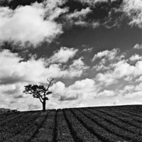 Buy canvas prints of Isolated tree in field with moody sky by Paul Macro