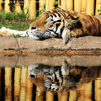Buy canvas prints of Tiger,tiger by Chris Turner