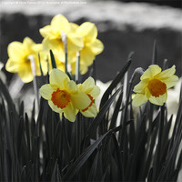 Buy canvas prints of Orange trumpet daffodils (narcissus) by Chris Turner
