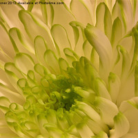 Buy canvas prints of Chrysanthemum by Chris Turner