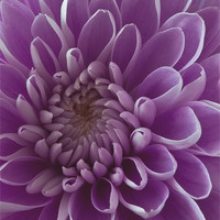 Buy canvas prints of Chrysanthemum pink lilac by Chris Turner