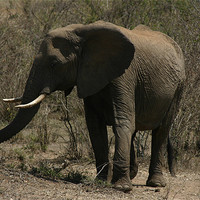 Buy canvas prints of Elephant on the Masai Mara by Chris Turner