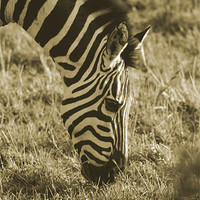 Buy canvas prints of Zebra in soft black & white by Chris Turner