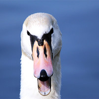 Buy canvas prints of The Angry Swan by Chris Turner
