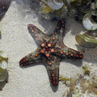 Buy canvas prints of Starfish on the coral reef by Chris Turner