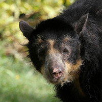 Buy canvas prints of Andean bear cub by Chris Turner