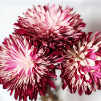 Buy canvas prints of Bunch of Dahlias by Chris Turner