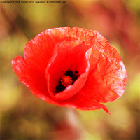 Buy canvas prints of The Last Poppy by Chris Turner