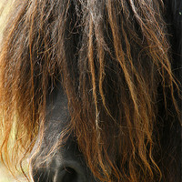 Buy canvas prints of Shetland Pony by Emma Leech