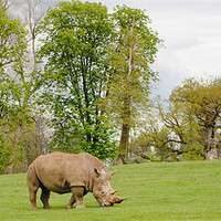 Buy canvas prints of Grazing Rhinoceros by Ben Tasker