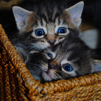 Buy canvas prints of Kittens - Sibling Rivalry by Ben Tasker