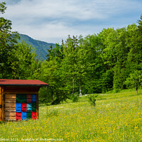 Buy canvas prints of Beekeeping in Slovenia by Ian Middleton