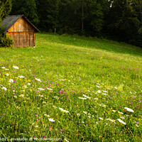 Buy canvas prints of Summer meadow near Lake Bled by Ian Middleton