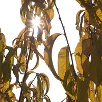 Buy canvas prints of Autumn sunburst by Ian Middleton