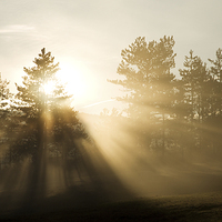 Buy canvas prints of Sunrise bursting through trees and mist by Ian Middleton