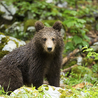Buy canvas prints of One year old Brown Bear in Slovenia by Ian Middleton