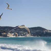 Buy canvas prints of seagulls on the Promenade des Anglais, Nice. by Ian Middleton