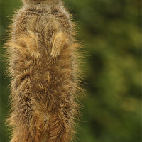 Buy canvas prints of meercat by Ian Middleton