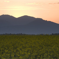 Buy canvas prints of Sunrise over the kamnik alps and rapeseed by Ian Middleton