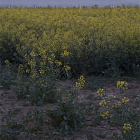 Buy canvas prints of rapeseed at dawn by Ian Middleton