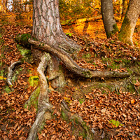 Buy canvas prints of Tree and roots. by Ian Middleton