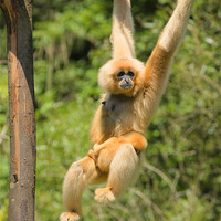 Buy canvas prints of yellow-cheeked gibbon with baby by Ian Middleton