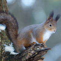 Buy canvas prints of Red squirrel posing by Sergey Golotvin