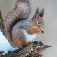 Buy canvas prints of Classics of red squirrrel by Sergey Golotvin