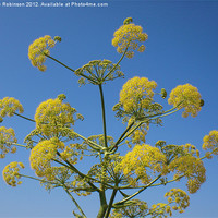 Buy canvas prints of Wild Yellow Dill Flowers by Julie Robinson