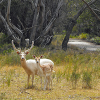 Buy canvas prints of White deer pair by Lenka Dunn