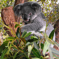 Filter this page on Animals General wall art