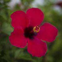Buy canvas prints of RED TENERIFE HIBISCUS FLOWER by chris thomson