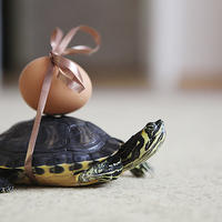 Buy canvas prints of  Easter turtle by Tomas Pikturna