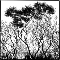 Buy canvas prints of Trees by Jean-François Dupuis