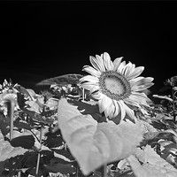 Buy canvas prints of Sunflowers by Jean-François Dupuis