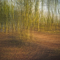 Buy canvas prints of Bekett forest by Jean-François Dupuis